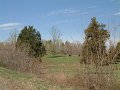 2005-04 Tree Shots